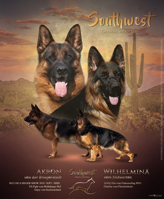 Willy vom store kuckucksland puppies